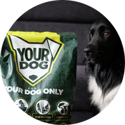 your dog only feed