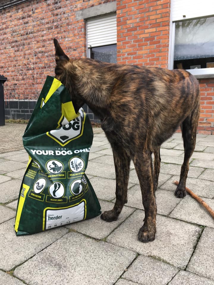 Bully XL Adult rassespezifisches Trockenfutter von Yourdog für erwachsene Hunde