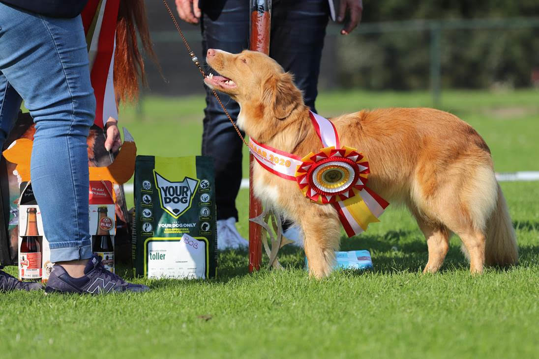 Basenji rassespezifisches Trockenfutter für erwachsene Hunde von Yourdog